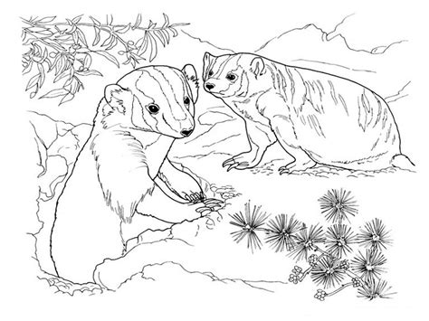 american badger coloring page - Clip Art Library