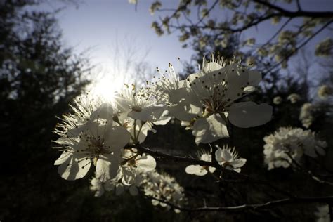 Pearing Down: Eliminating the Invasive Callery Pear Tree - Terrain Magazine