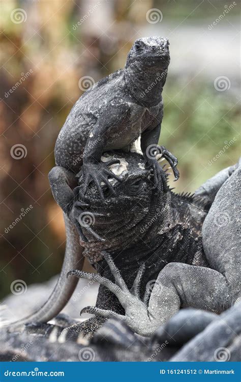 Funny Iguana Stock Photos - Download 759 Royalty Free Photos