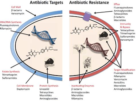 Antibiotic target sites and mechanism of resistance (Wright, 2005). | Download Scientific Diagram