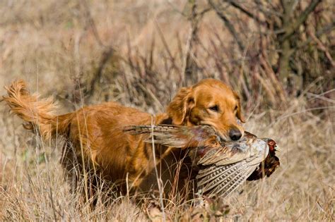 Hunting Dog Profile: The Happy, People-Pleasing Golden Retriever | GearJunkie