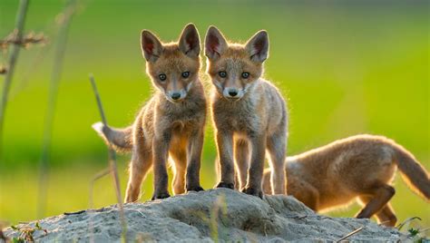 What Is A Baby Fox Called? | IFLScience