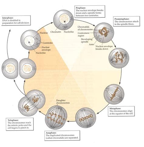 Meiosis Interphase