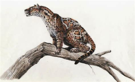 PROAILURUS by https://www.deviantart.com/sharkeytrike on @DeviantArt | Prehistoric animals ...