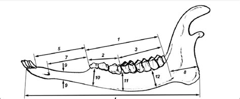 Measurement of mandible (see explications from the text). | Download ...