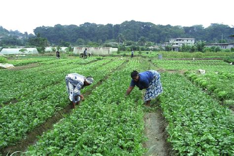 Gabon : Des actions pour relancer le secteur agricole