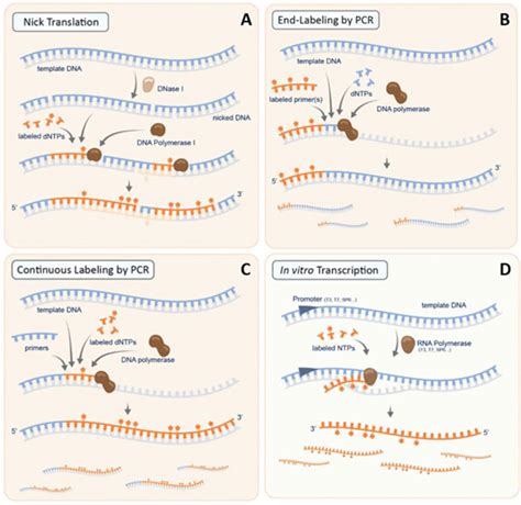 In situ hybridization - Advancements and more - Blog