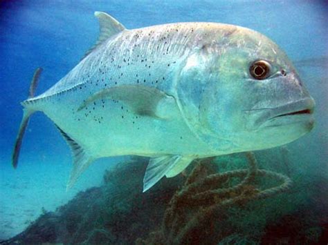 Giant Trevally (Caranx ignobilis)