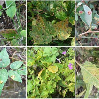 -Rust fungi Puccinia spp. A Rubia cordifolia. B Clematis sp. C Berberis ...