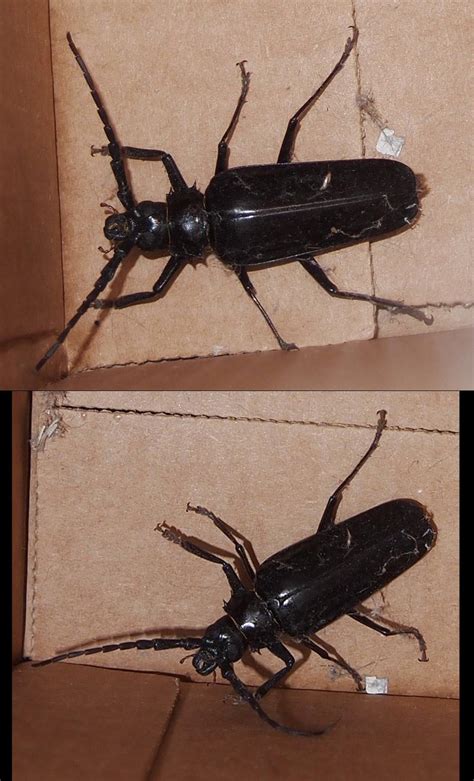 Big black beetle(?), in Arizona. 3-4 inches long, nasty looking pincers! : r/whatsthisbug