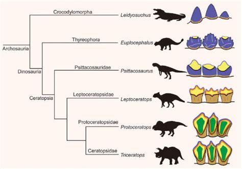 Triceratops: Research Reveals Complexity of Giant Horned Dinosaur’s ...