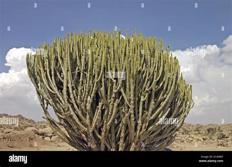 Sierra Euphorbia Cactus Saudi Arabia Middle East Stock Photo - Alamy