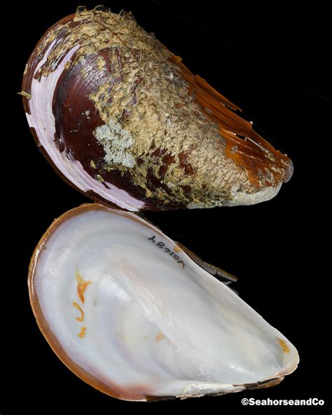 Horse Mussel: Modiolus modiolus (Linnaeus, 1758)