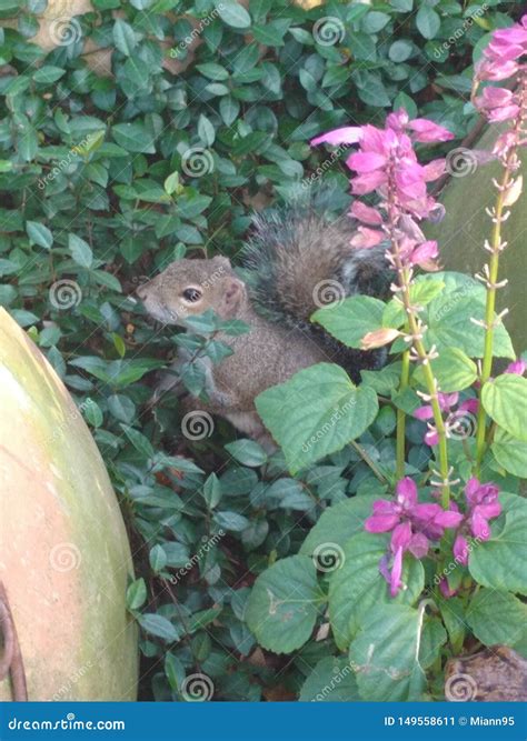 A Curious Squirrel, Posing among the Flowers Stock Image - Image of mammal, naturaleza: 149558611