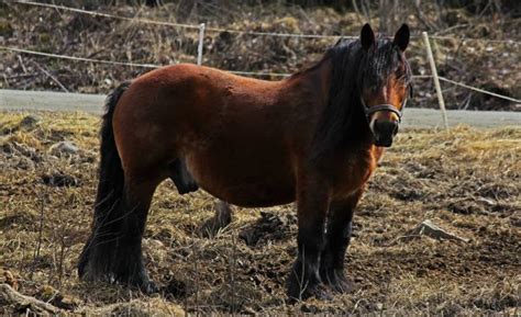 15 Fun Facts About the Ardennes Horse - Helpful Horse Hints