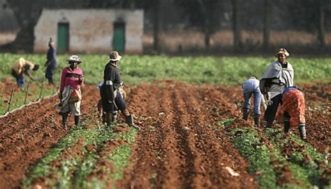 NIRSAL empowers local farmers to boost Nigeria's wheat production ...