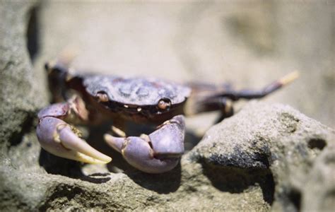 Purple Crab Free Photo Download | FreeImages