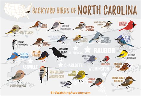 Backyard Birds of North Carolina - Bird Watching Academy