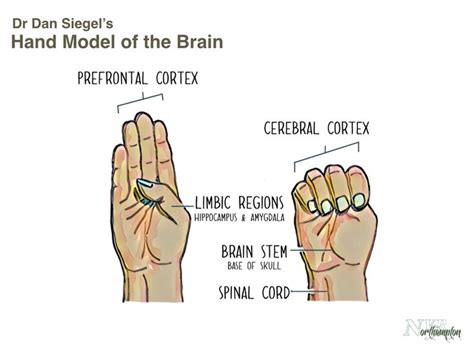 Flipping your lid | Brain based learning, Dan siegel, Brain models