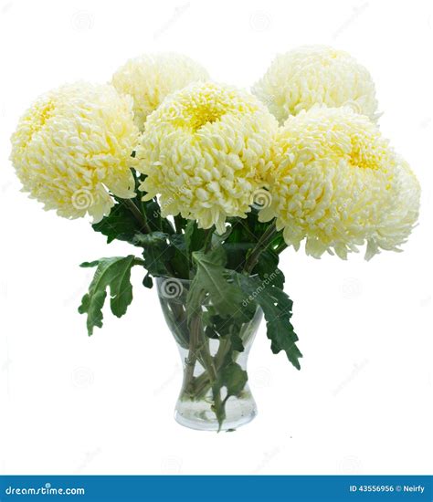 Bouquet of yellow mums stock photo. Image of vibrant - 43556956