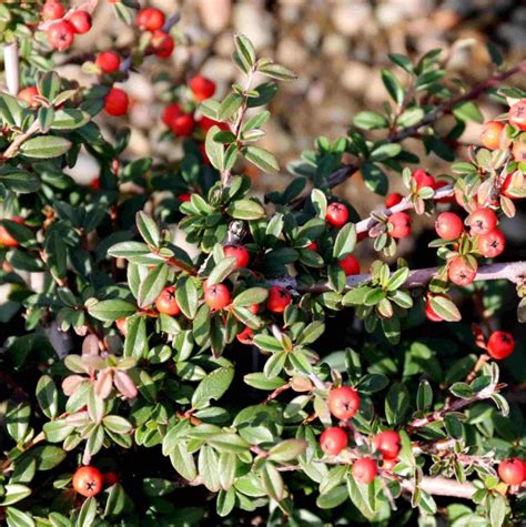 Cotoneaster dammeri 'Lowfast' - Blue Heron Nursery