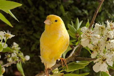 What are the Best Singing Canaries? | Canary | Finches and Canaries | Guide | Omlet US