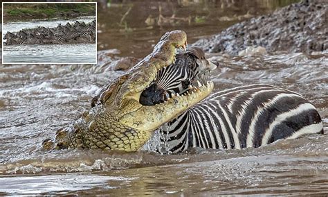 Young zebra is dragged to its doom after getting snatched by a crocodile | Daily Mail Online