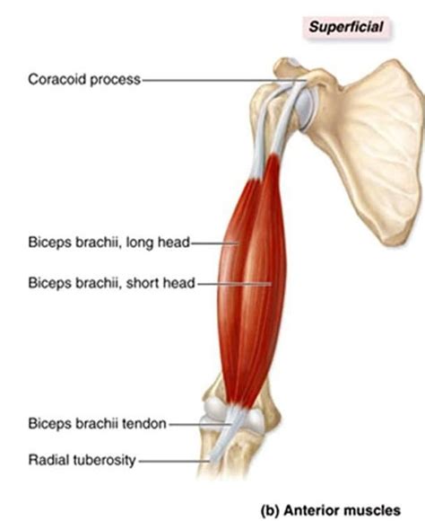 Biceps Brachii, origin: {long head: supraglenoid tubercle, short head: coracoid process of the ...