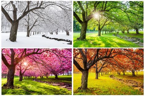 Four Seasons with Japanese Cherry Trees Stock Photo - Image of life ...