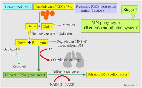 Elevated Bilirubin