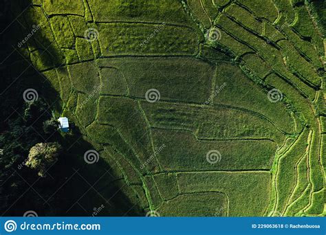 Rice Field ,Aerial View of Rice Fields Stock Photo - Image of agriculture, travel: 229063618