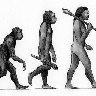 Evolution stages of man (2) | Download Scientific Diagram