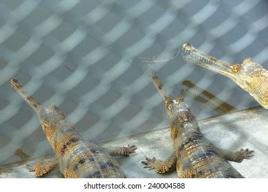 Breeding Young Gharials Gavialis Gangeticus Being Stock Photo 240004588 | Shutterstock