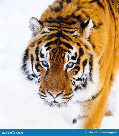 Siberian tiger on snow stock image. Image of snow, angry - 157069135