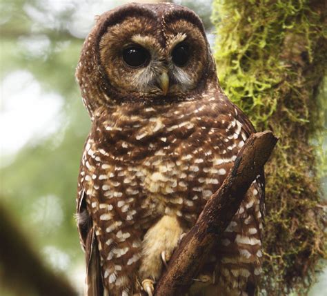 U.S. Fish and Wildlife Service Says Oregon’s Spotted Owl Should Be ...