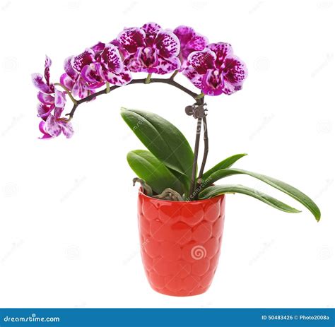 Purple Orchid Flower In Pot Stock Photo - Image: 50483426