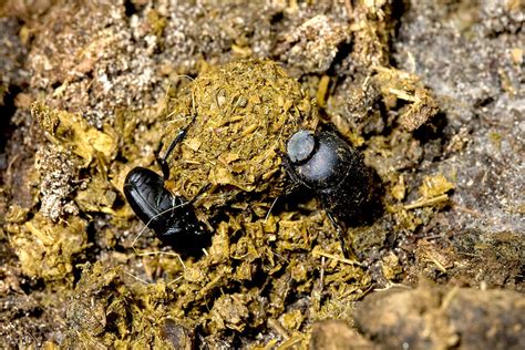 Dung Beetle | San Diego Zoo Animals & Plants