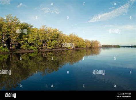 Mangroves (Sonneratia alba) along Tana River Delta, Kenya, East Africa ...