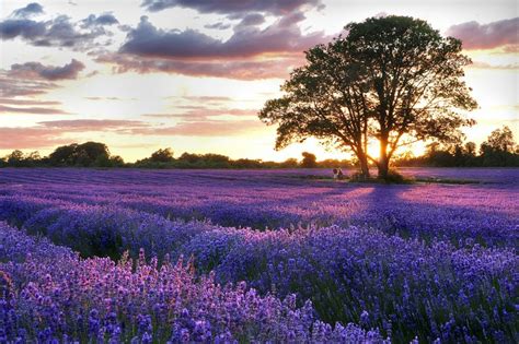 🔥 [40+] Lavender Fields Desktop Wallpapers | WallpaperSafari