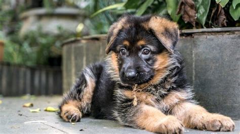 Miniature German Shepherd: Do These Pocket Sized Dogs Exist? | All Things Dogs