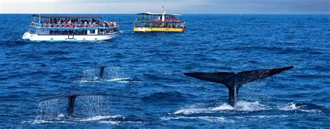 Mirissa Sri Lanka - Authentic India Tours