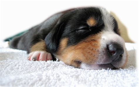 Sleeping puppy wallpapers and images - wallpapers, pictures, photos