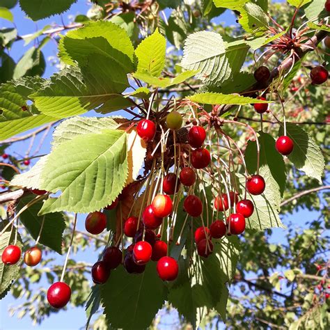 Prunus avium - Trees and Shrubs Online