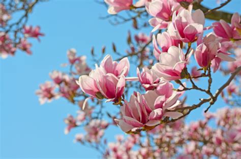 Pink Magnolia Wallpapers - Wallpaper Cave