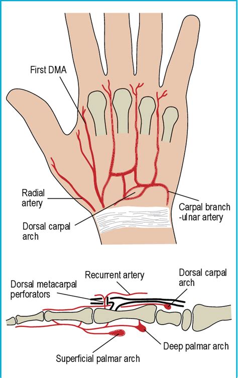 Dorsum Anatomy