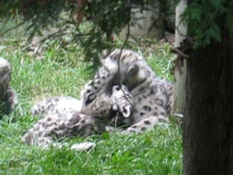 snow leopard cubs playing - YouTube