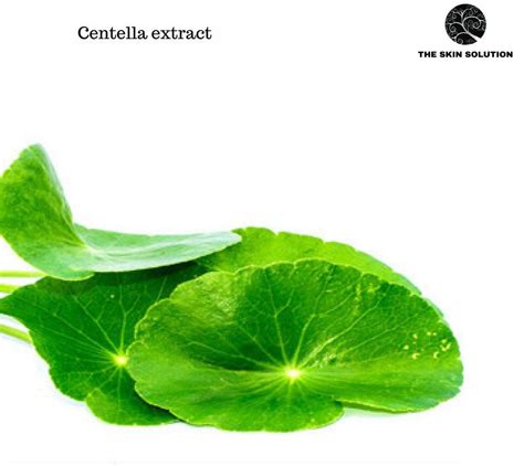 Centella extract benefits - Absolute Soothing Gel - THE SKIN SOLUTION