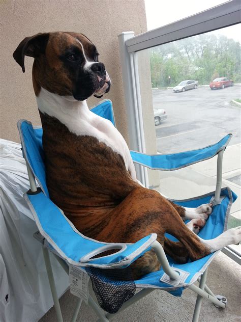 Yup, that's how Boxers often sit. Our boxer thinks he's a real boy! | Boxer dogs funny, Funny ...