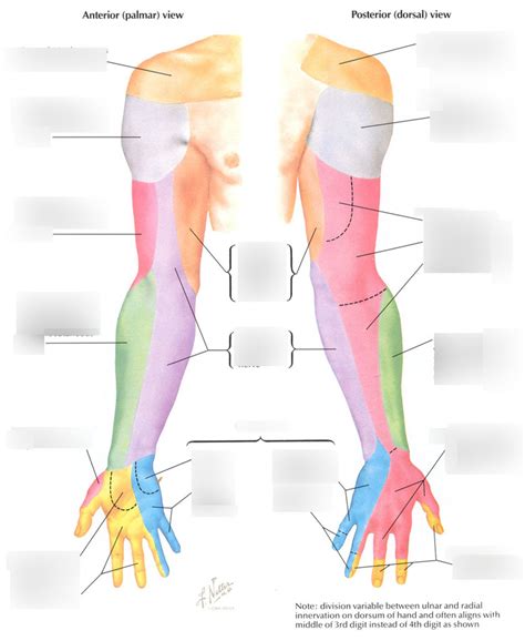 Dermatomes Upper Limb