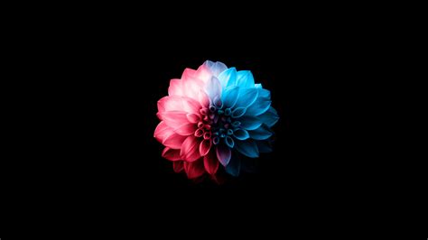 Flower Oled Dark 4k